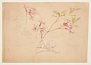 Azaleas by Samuel Colman, American, 1832–1920