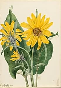 Balsamroot (Balsamorhiza sagittata) by Mary Vaux Walcott