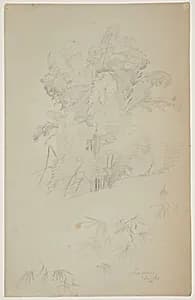 Bamboo Grove, Jamaica by Frederic Edwin Church, American, 1826–1900