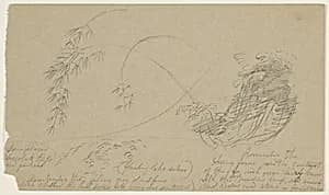 Bamboo Sketch, Jamaica by Frederic Edwin Church, American, 1826–1900