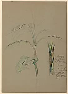 Banana Plant by Daniel Huntington, American, 1816–1906