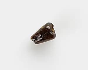 Bead, conical by Unknown