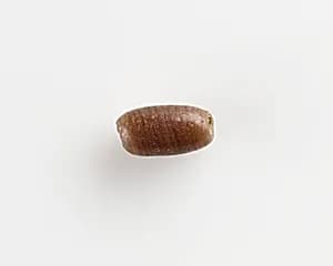 Bead by Unknown