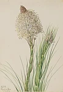 Beargrass (Xerophyllum tenax) by Mary Vaux Walcott