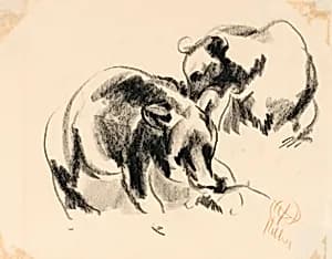 Bears