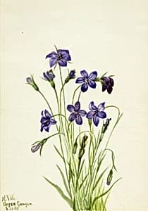 Bellflower (Campanula) by Mary Vaux Walcott