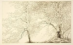 Birches by Kerr Eby