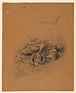 Birds by Ernest Thompson Seton, American, 1860–1946