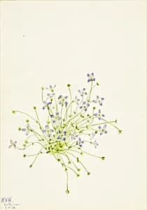 Bluets (Houstonia serpyllifolia) by Mary Vaux Walcott
