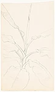 Botanical Sketch, Ecuador by Frederic Edwin Church, American, 1826–1900