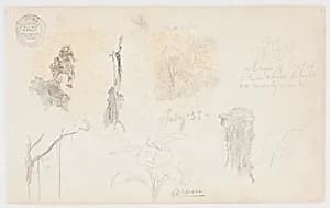 Botanical Sketches, Colombia by Frederic Edwin Church, American, 1826–1900