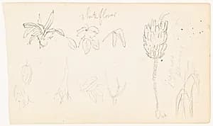 Botanical Sketches, Ecuador by Frederic Edwin Church, American, 1826–1900
