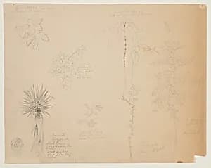 Botanical Sketches, Jamaica by Frederic Edwin Church, American, 1826–1900