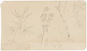 Botanical Sketches, Jamaica by Frederic Edwin Church, American, 1826–1900