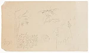Botanical Sketches, Jamaica by Frederic Edwin Church, American, 1826–1900