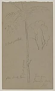 Botanical Sketches, Jamaica by Frederic Edwin Church, American, 1826–1900