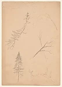 Botanical Sketches, Maine by Frederic Edwin Church, American, 1826–1900