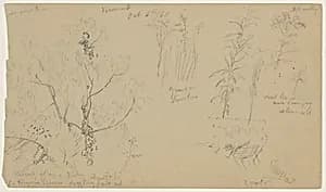 Botanical Sketches, Vermont by Frederic Edwin Church, American, 1826–1900
