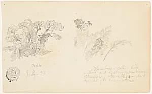 Botanical Studies, Colombia by Frederic Edwin Church, American, 1826–1900