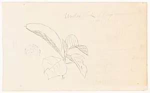 Botanical Study, Ecuador by Frederic Edwin Church, American, 1826–1900