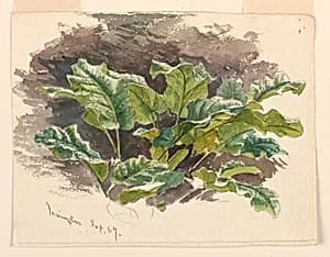 Botanical Study by Samuel Colman, American, 1832–1920