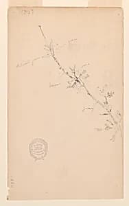 Bough by Robert Frederick Blum, American, 1857–1903