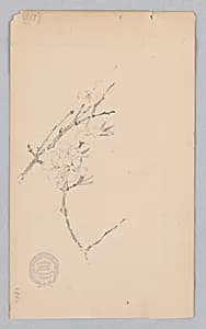 Bough by Robert Frederick Blum, American, 1857–1903