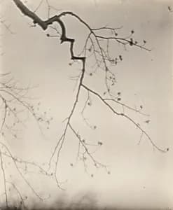 Branch Abstraction