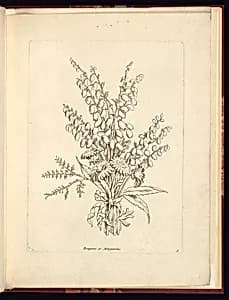 Bruyeres et Marguerites by Charles-Germain de Saint-Aubin, French, 1721–1786