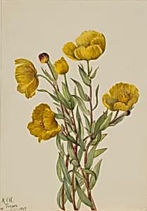 Bushpoppy (Dendromecon rigidum) by Mary Vaux Walcott