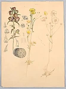 Buttercups, Mt. Desert by Samuel Colman, American, 1832–1920
