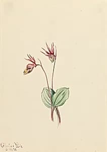 Calypso (Cytherea bulbosa) by Mary Vaux Walcott