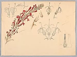 Cardinal Flower by Samuel Colman, American, 1832–1920