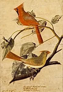 Cardinal Grosbeak
