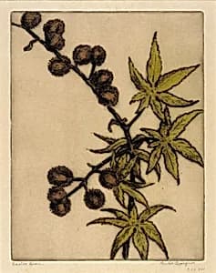Castor Bean by Bertha E. Jaques