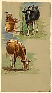 Cattle, Steers by Samuel Colman, American, 1832–1920