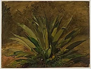 Century Plant, Jamaica by Frederic Edwin Church, American, 1826–1900