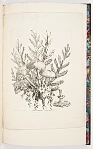 Champignons d'Angleterre