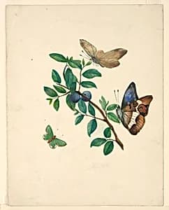 Cherries and Butterflies by Unknown