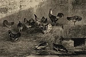 Chickens and Ducks
