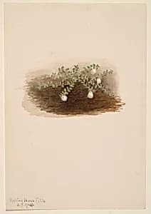 Chiogenes hispidula by Mary Vaux Walcott