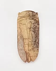 Cicada by Unidentified