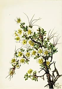 Cliffrose (Cowania stanshuriana) by Mary Vaux Walcott