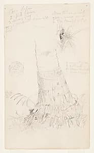 Coconut Palm, Ecuador by Frederic Edwin Church, American, 1826–1900