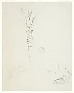 Coconut Palm, Jamaica by Frederic Edwin Church, American, 1826–1900