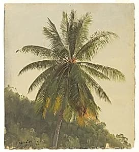 Coconut Palm, Jamaica by Frederic Edwin Church, American, 1826–1900