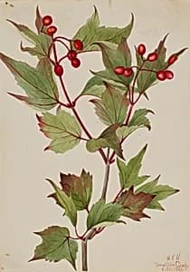 Cranberrybush (Viburnum pauciflorum) by Mary Vaux Walcott