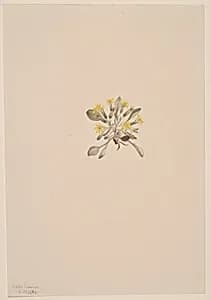 Crepis Elegans by Mary Vaux Walcott