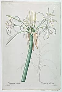 Crinum taitens by De Gouy, French, active 18th century