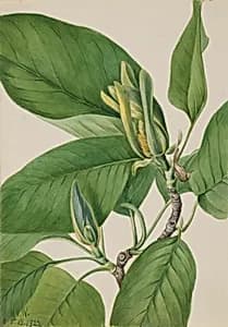 Cucumbertree (Magnolia acuminata) by Mary Vaux Walcott